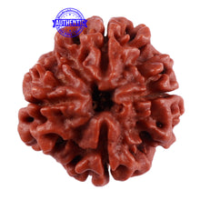 Load image into Gallery viewer, 4 Mukhi Rudraksha from Nepal - Bead No. 28