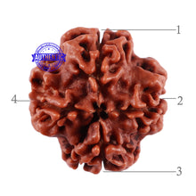 Load image into Gallery viewer, 4 Mukhi Rudraksha from Nepal - Bead No. 31