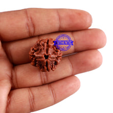 Load image into Gallery viewer, 4 Mukhi Rudraksha from Nepal - Bead No. 32