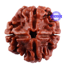 Load image into Gallery viewer, 4 Mukhi Rudraksha from Nepal - Bead No. 32