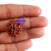 Load image into Gallery viewer, 4 Mukhi Rudraksha from Nepal - Bead No. 33