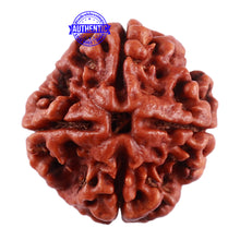 Load image into Gallery viewer, 4 Mukhi Rudraksha from Nepal - Bead No. 34