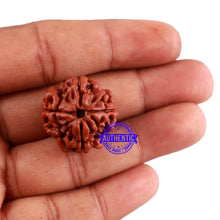 Load image into Gallery viewer, 4 Mukhi Rudraksha from Nepal - Bead No. 35