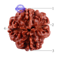 Load image into Gallery viewer, 4 Mukhi Rudraksha from Nepal - Bead No. 35
