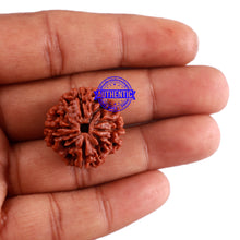 Load image into Gallery viewer, 4 Mukhi Rudraksha from Nepal - Bead No. 36
