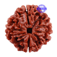 Load image into Gallery viewer, 4 Mukhi Rudraksha from Nepal - Bead No. 36