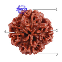 Load image into Gallery viewer, 4 Mukhi Rudraksha from Nepal - Bead No. 36