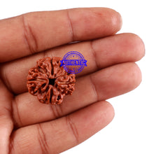 Load image into Gallery viewer, 4 Mukhi Rudraksha from Nepal - Bead No. 37