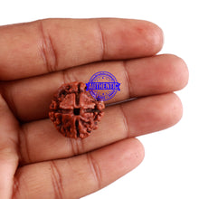 Load image into Gallery viewer, 4 Mukhi Rudraksha from Nepal - Bead No. 38