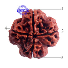 Load image into Gallery viewer, 4 Mukhi Rudraksha from Nepal - Bead No. 42