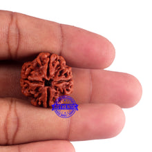 Load image into Gallery viewer, 4 Mukhi Rudraksha from Nepal - Bead No. 43