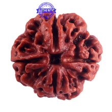 Load image into Gallery viewer, 4 Mukhi Rudraksha from Nepal - Bead No. 44