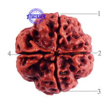 Load image into Gallery viewer, 4 Mukhi Rudraksha from Nepal - Bead No. 44
