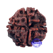 Load image into Gallery viewer, 4 Mukhi Rudraksha with Om Marking - Bead 1