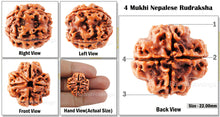 Load image into Gallery viewer, 4 Mukhi Rudraksha from Nepal - Bead No. 32
