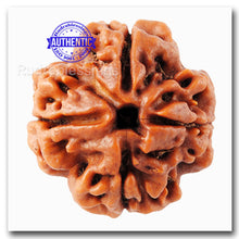 Load image into Gallery viewer, 4 Mukhi Rudraksha from Nepal - Bead No. 32