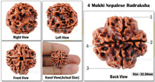 Load image into Gallery viewer, 4 Mukhi Rudraksha from Nepal - Bead No. 35