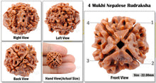 Load image into Gallery viewer, 4 Mukhi Rudraksha from Nepal - Bead No. 49
