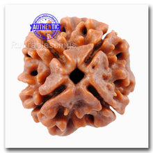 Load image into Gallery viewer, 4 Mukhi Rudraksha from Nepal - Bead No. 49
