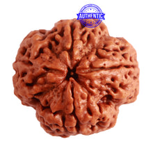 Load image into Gallery viewer, 4 Mukhi Rudraksha from Nepal - Bead No. 261