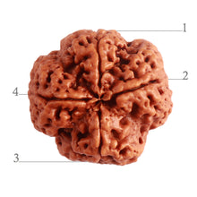 Load image into Gallery viewer, 4 Mukhi Rudraksha from Nepal - Bead No. 261