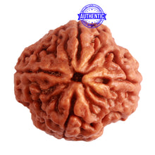 Load image into Gallery viewer, 4 Mukhi Rudraksha from Nepal - Bead No. 262