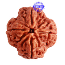 Load image into Gallery viewer, 4 Mukhi Rudraksha from Nepal - Bead No. 263