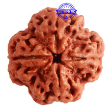 Load image into Gallery viewer, 4 Mukhi Rudraksha from Nepal - Bead No. 264