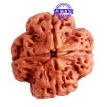 Load image into Gallery viewer, 4 Mukhi Rudraksha from Nepal - Bead No. 265