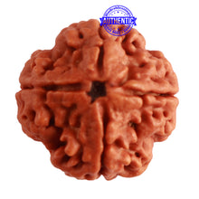 Load image into Gallery viewer, 4 Mukhi Rudraksha from Nepal - Bead No. 268