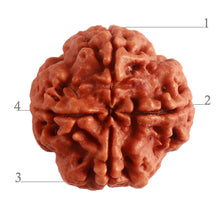 Load image into Gallery viewer, 4 Mukhi Rudraksha from Nepal - Bead No. 268
