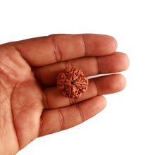 Load image into Gallery viewer, 4 Mukhi Rudraksha from Nepal - Bead No. 269