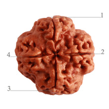 Load image into Gallery viewer, 4 Mukhi Rudraksha from Nepal - Bead No. 269