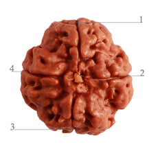 Load image into Gallery viewer, 4 Mukhi Rudraksha from Nepal - Bead No. 270
