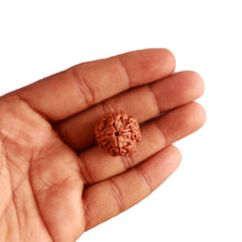 Load image into Gallery viewer, 4 Mukhi Rudraksha from Nepal - Bead No. 272