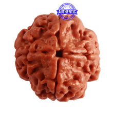 Load image into Gallery viewer, 4 Mukhi Rudraksha from Nepal - Bead No. 272