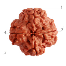 Load image into Gallery viewer, 4 Mukhi Rudraksha from Nepal - Bead No. 276