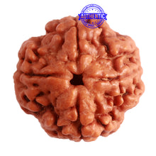 Load image into Gallery viewer, 4 Mukhi Rudraksha from Nepal - Bead No. 280
