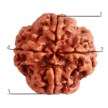 Load image into Gallery viewer, 4 Mukhi Rudraksha from Nepal - Bead No. 280