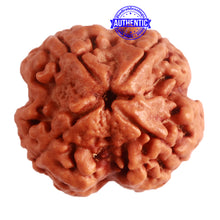 Load image into Gallery viewer, 4 Mukhi Rudraksha from Nepal - Bead No. 281