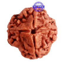 Load image into Gallery viewer, 4 Mukhi Rudraksha from Nepal - Bead No. 282