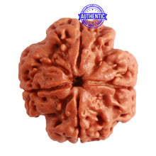 Load image into Gallery viewer, 4 Mukhi Rudraksha from Nepal - Bead No. 284
