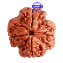 Load image into Gallery viewer, 4 Mukhi Rudraksha from Nepal - Bead No. 284
