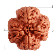 Load image into Gallery viewer, 4 Mukhi Rudraksha from Nepal - Bead No. 284
