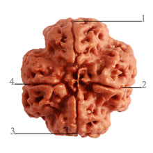 Load image into Gallery viewer, 4 Mukhi Rudraksha from Nepal - Bead No. 284