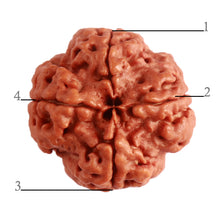 Load image into Gallery viewer, 4 Mukhi Rudraksha from Nepal - Bead No. 285