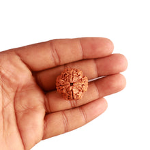 Load image into Gallery viewer, 4 Mukhi Rudraksha from Nepal - Bead No. 286
