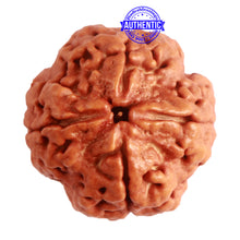 Load image into Gallery viewer, 4 Mukhi Rudraksha from Nepal - Bead No. 286