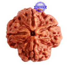Load image into Gallery viewer, 4 Mukhi Rudraksha from Nepal - Bead No. 287
