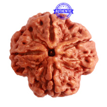 Load image into Gallery viewer, 4 Mukhi Rudraksha from Nepal - Bead No. 287